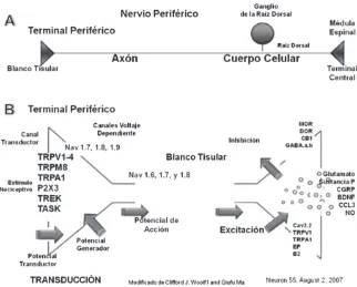 Figura  6. El nociceptor. (A) El componente operativo del nociceptor incluyela terminal periférica que inerva el blanco tisular y traduce el estímulonocivo; un axón que conduce los potenciales de acción desde la periferiahacia el sistema nervioso central; 