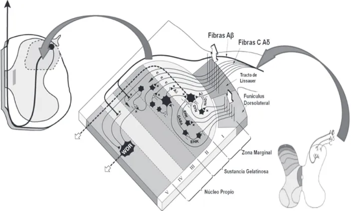 Figura 7. Representación esquemática de los nociceptores aferentes primarios,entradas y conexiones en el cuerno dorsal de la médula espinal