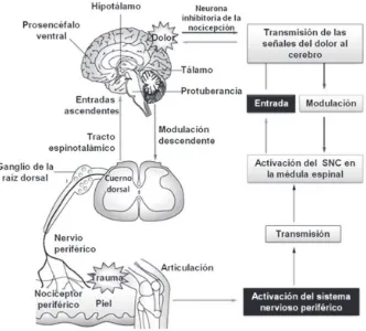 Figura 9. Las vías nociceptivas dolorosas. La activación de los receptores deldolor a nivel periférico (también llamados nociceptores), por estímulos nocivos,generan señales que viajan al cuerno dorsal de la médula espinal procedentede las neuronas del gan