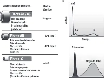 Figura 12. Diferentes nociceptores detectan diferentes tipos de dolor. A. Losnervios periféricos incluyen las fibras aferentes de pequeño diámetro (Aδ) yde mediano a gran tamaño (Aα,β)