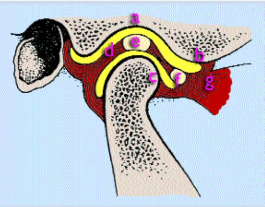 Figura 2. a) Cavidad glenoidea; b) Eminencia articular; c) Cóndilomandibular; d) Banda posterior del menisco; e) Banda media; f) Bandaanterior del menisco; y g) Músculo pterigoideo externo