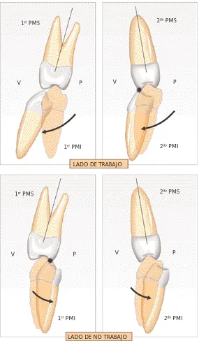 Fig. 1-11. Formación ymodelado de la curvade Wilson.