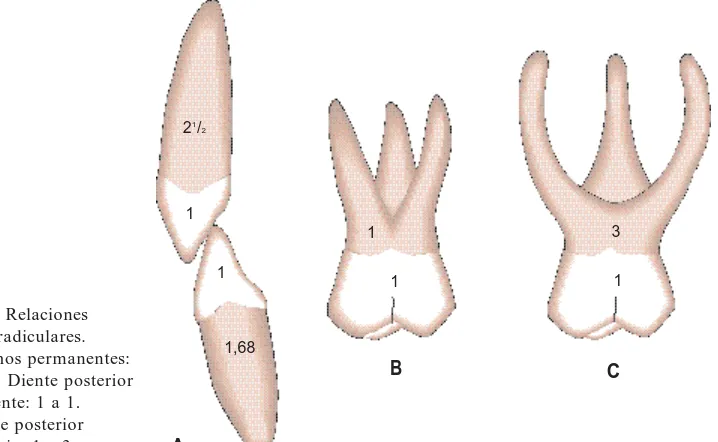 Fig. 1-4. Los ejes dentarios perpendiculares alplano oclusal transmiten fuerzas axiales