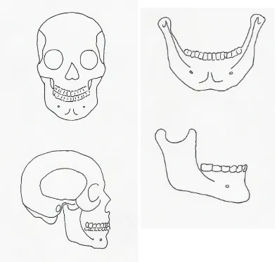 Figura 1: Cráneo y mandíbula