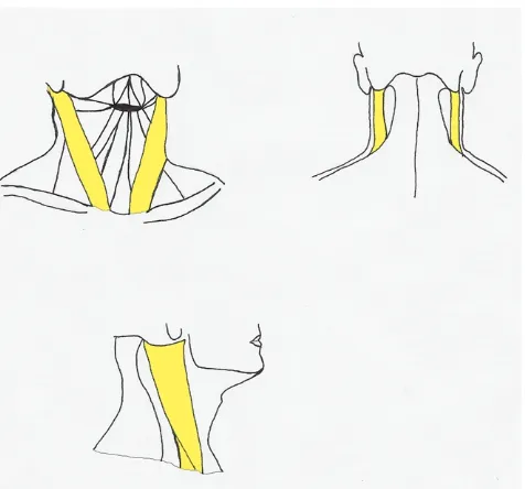Figura 11: Músculos posteriores del cuello o trapecio