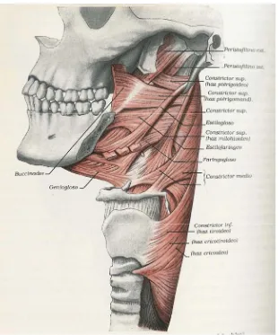 Figura 13. Segmento faringo-esofágico en el que se aprecia la localización del triángulode Killian  