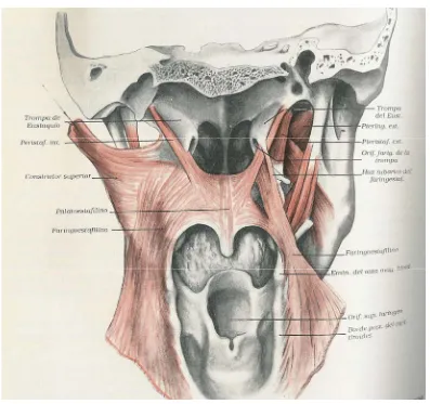 Figura 14.  Músculos del velo del paladar. Los músculos constrictores de la faringe están rechazados hacia afuera, en ambos lados