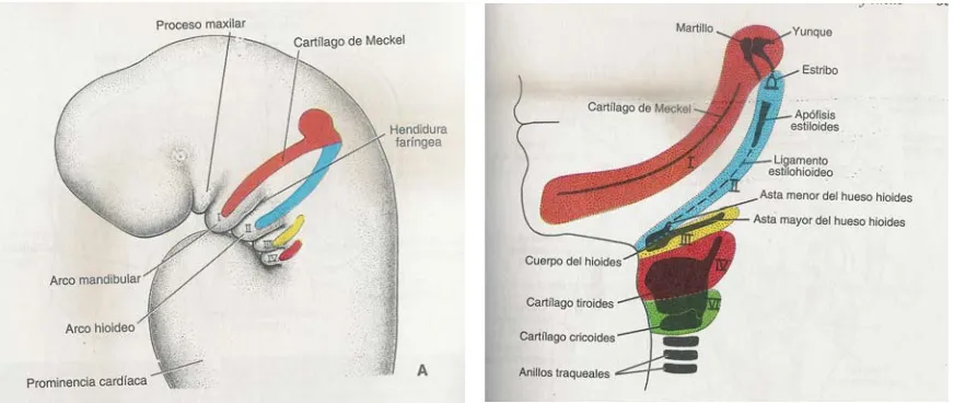 Figura 2. Dibujo que muestra las estructuras definitivasformadas por los componentes cartilaginosos de losdiversos arcos faríngeos 