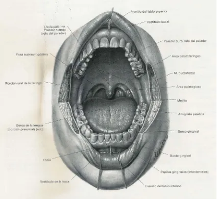 Figura 3. Localizaciones anatómicas de la cavidad oral. 