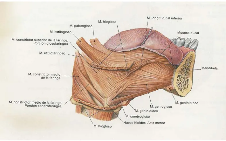 Figura. 5.  Músculos linguales 