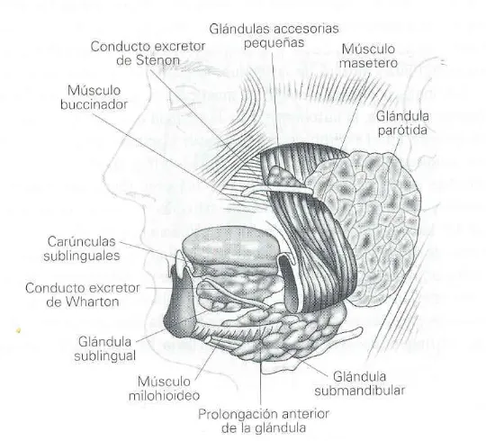 Figura 7.   Suelo de la boca  