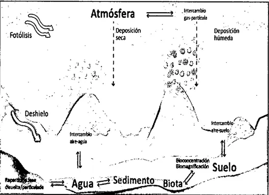 Figura 1:  Procesos de distribución de los compuestos orgánicos persistentes  Ilustración realizada por Ed Montells, referenciado por Arellano Da  Silva, 2011
