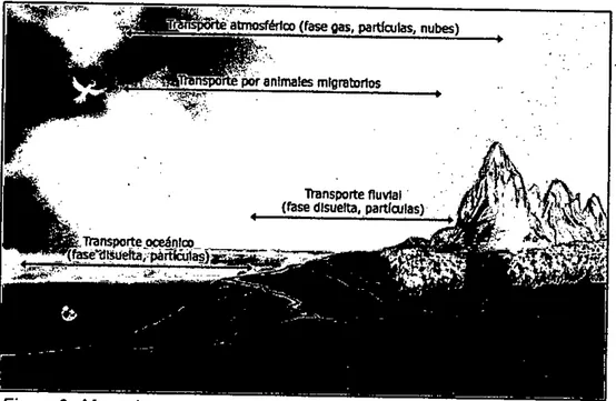 Figura 2:  Mecanismos generales de transporte de contaminantes 