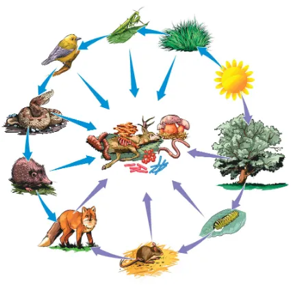 Figura 1.7. Relación organismos-medio ambiente