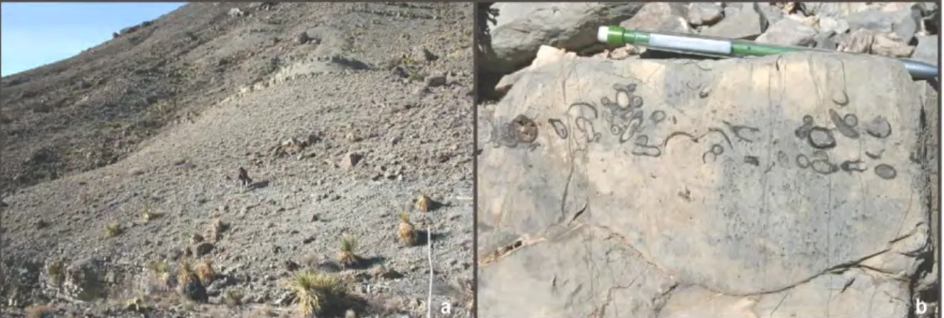 Figura 7. Trabajo de campo: a) Medición de la sección a cinta y brújula; b) Detalle de la  caliza fosilífera ubicada en la parte alta de la Sierra Banco de Lucero, Chihuahua