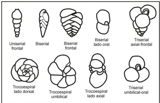 Figura  12.  Algunos  tipos  de  concha  utilizados  en  la  taxonomía  de  foraminíferos,  se  muestra la forma de la concha, forma de las cámaras, la disposición de las cámaras y el  número de cámaras (Modificado de Arenillas et al., 2007 y Mathieu et al