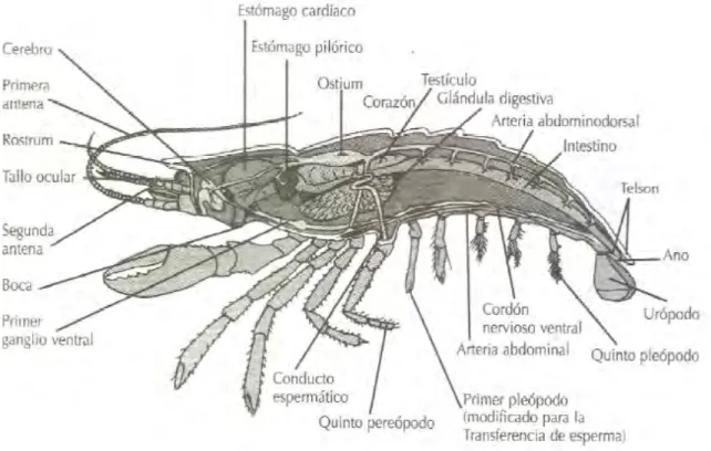 Figura 2. Anatomía del camarón blanco Litopenaeus vannamei.  