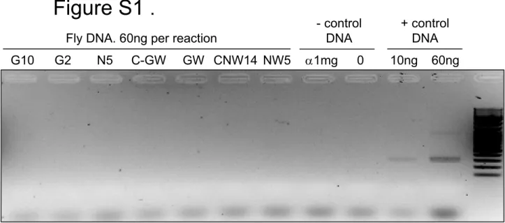 Figure S1. PCR test for Wolbachia infection.