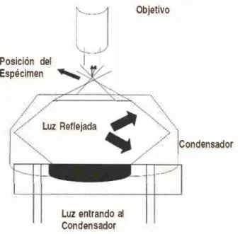 Figura 4.  Principio  del  microscopio de  campo  oscuro. 