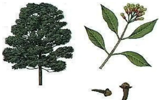 Figura 4 -  Ilustração da árvore da família mirtácea, dos galhos e do cravo-da-índia.  Fonte: http://www.medicinapratica.com.br/wp-content/uploads/2012/11/Cravoindia.jpg 