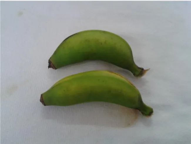 Figura 6: Amostras de banana-maçã no 2º estágio de maturação. 
