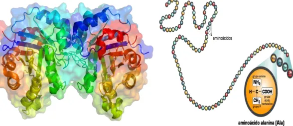 Figura 3. Na esquerda a estrutura quaternária de uma proteína. Na direita a 