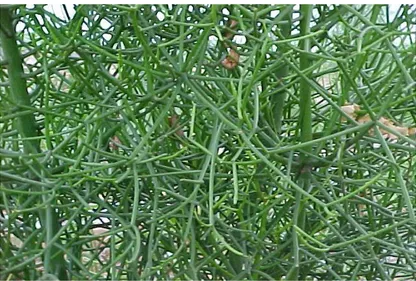 Figura 1. Foto da planta Euphorbia tirucalli, também conhecida como Aveloz 