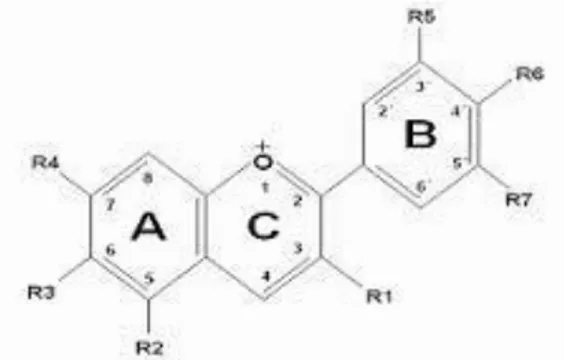 Figura 3: Estrutura das antocianinas  Fonte: Lopes et al., 2000. 