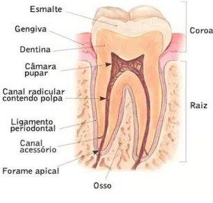Figura 1- Ilustração da constituição de um dente humano saudável. 
