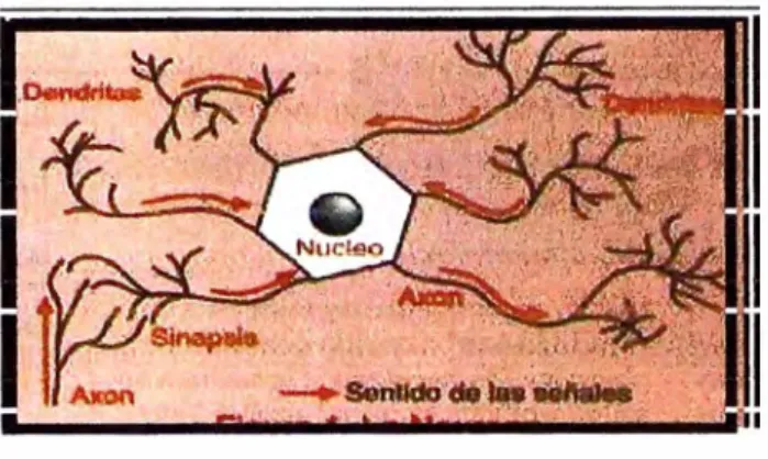 Figura 2. 1.  La Neurona 