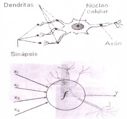 Figura  2.2.  Estructura  Básica de una neurona  Biológica 