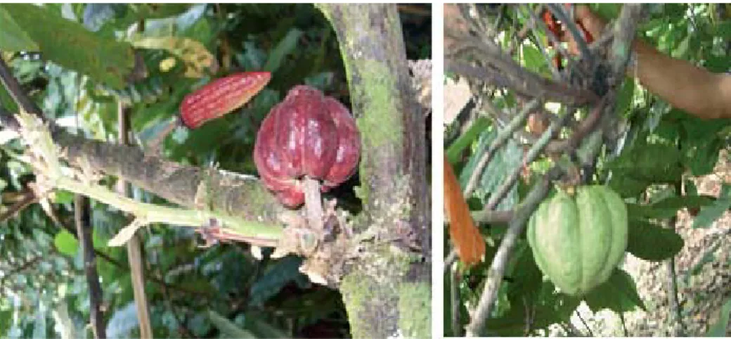 Figura  3. Escoba de bruja 