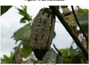 Figura  4. La moniliasis 