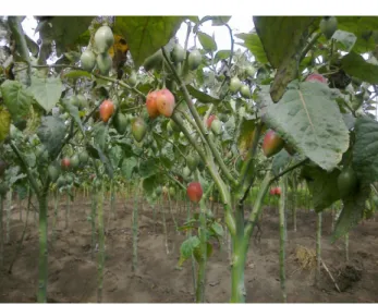 Foto 3: Tomate de Árbol o Tamarillo 