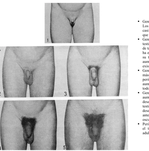 Figura 2 Etapas de Desarrollo Genital en el Varón 