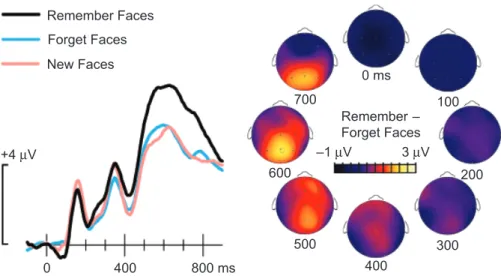 Fig. 3. Neural correlates of conscious recollection. Subjects encoded faces either with the intention to remember them (remember faces) or to forget them (forget faces)