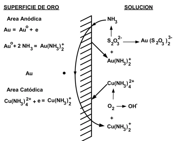 Fig. 4. El modelo del mecanismo electroquímico-catalizador de la lixiviación de oro  con tiosulfato de amonio