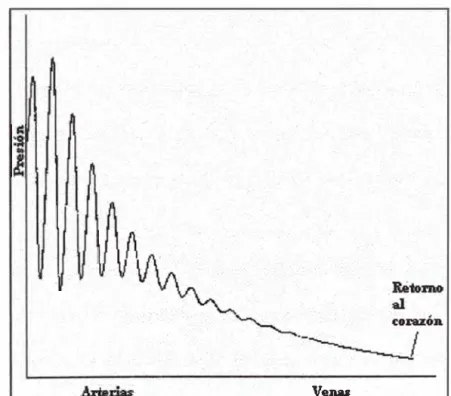 Fig 1-11:  Variaciones de la presión causadas por las contracciones del  corazón. 