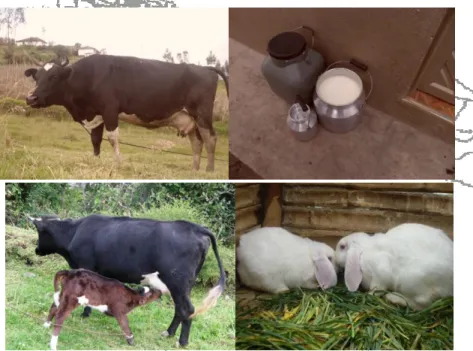 Tabla No. 9 Especies mayores 