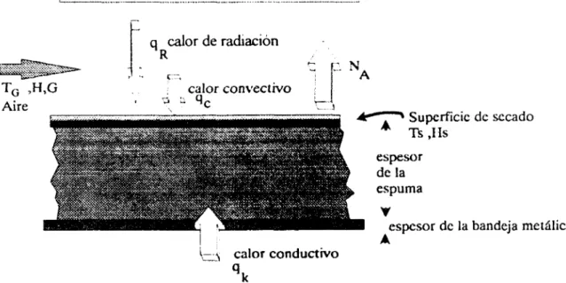Fig.  1.4(a).  Esquernatii.ación del  d o dt  espuma  en  un horno  de  mnveccibn forzada 