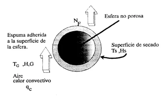 Fig.  1.4@)  Esquematización  del  secado  de  espuma  en  un  lecho fluidizado constituido por  esferas  no  porosas