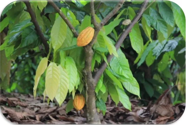 Figura  7.  Cacao  fino  de  aroma.  Adaptado  de  la  visita  a  la  finca  Garyth.  Elaboración  propia
