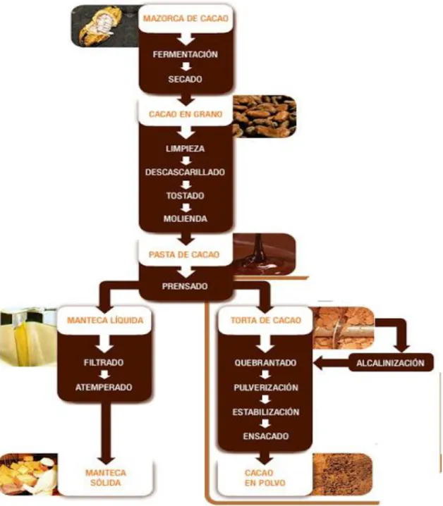 Figura  18.  Fases  del  procesamiento  de  granos  de  cacao.  Adaptado  de  chocolatefondue.com