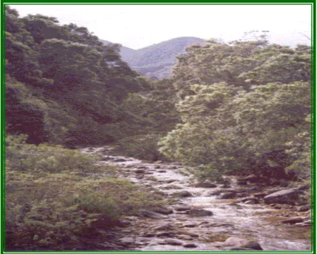 FIGURA  No. 25 
