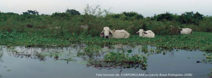 Foto tomada de: CORPOMOJANA proyecto Áreas Protegidas (2008)