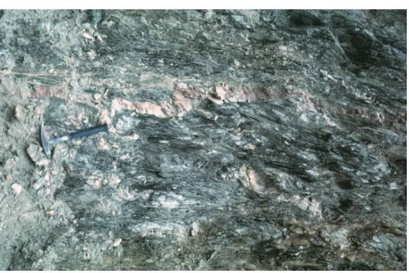 Figure 13.  Sheared  chloritic  schist in  the Punilla Fault, east of La Falda. This fabric is pre-Cretaceous