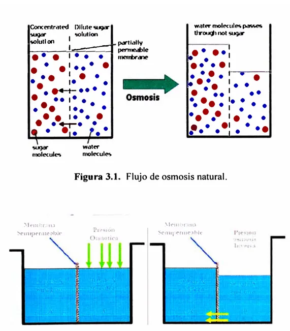 Figura 3.1.  Flujo de osmosis natural. 