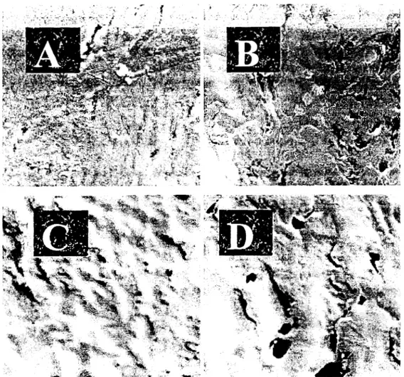 Fig.  2.9  Fotografías de microscopía  electrónica.  A  y B,  corresponde a la  mezcla 