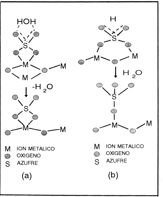 Figura  2.l.-Modelos  para  la  interacción del  ion  sulfato  con  óxidos  metilicos :  a)  Modelo de  Tanabe (2.32),  b)  Modelo  de Bensitel (2.33)
