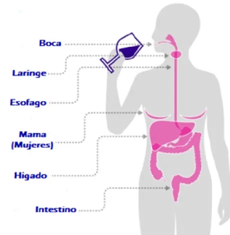 Gráfico 2  